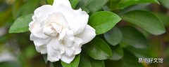 栀子花会引起鼻炎吗 栀子花可以放在室内吗