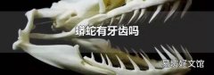 蟒蛇有牙齿吗