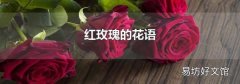 红玫瑰的花语