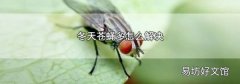 冬天苍蝇多怎么解决