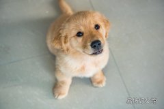 养狗真的好烦再也不要养狗了 养狗真的会很累吗