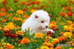 狗养不了了也没人送怎么办 自家宠物狗不想养了怎么处理