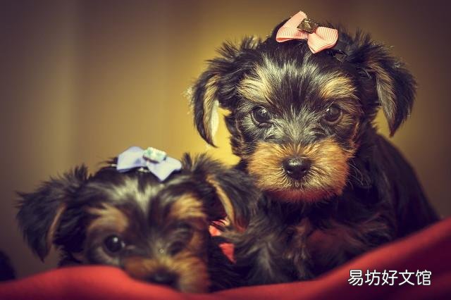养什么宠物狗赚钱利润高 农村养宠物狗可以赚钱吗
