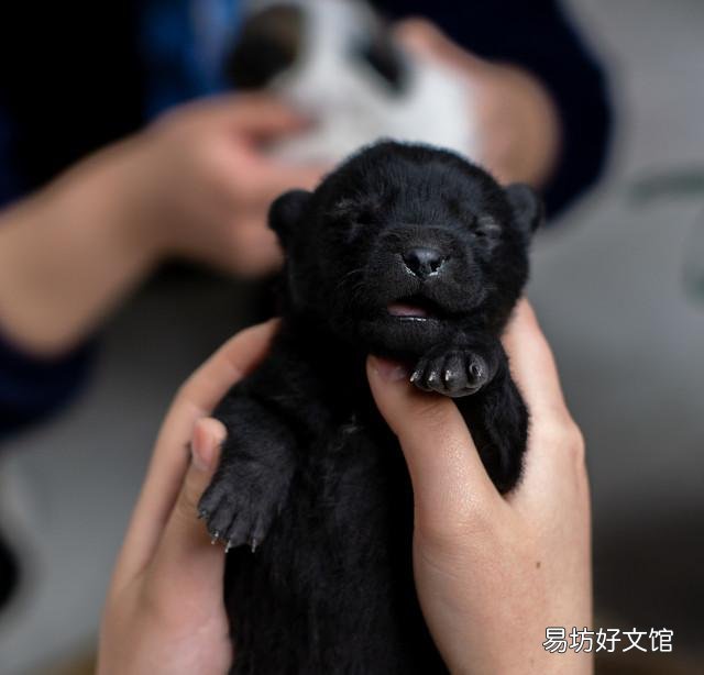 养什么宠物狗赚钱利润高 农村养宠物狗可以赚钱吗