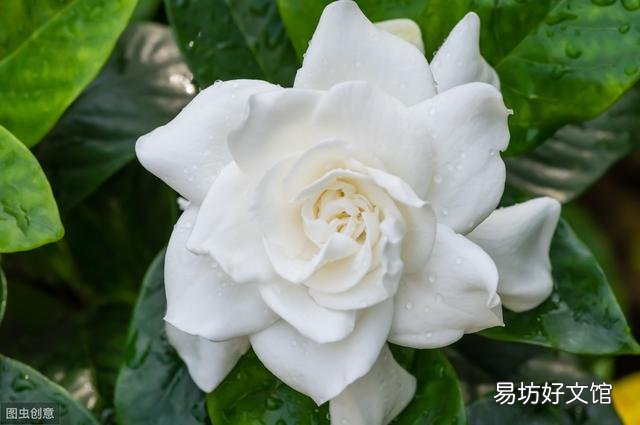 栀子花叶尖干枯什么原因 栀子花出现叶尖干枯怎样处理