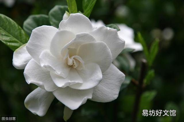 栀子花叶尖干枯什么原因 栀子花出现叶尖干枯怎样处理