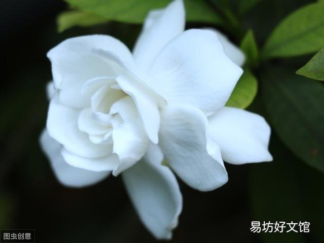 栀子花叶尖干枯什么原因 栀子花出现叶尖干枯怎样处理