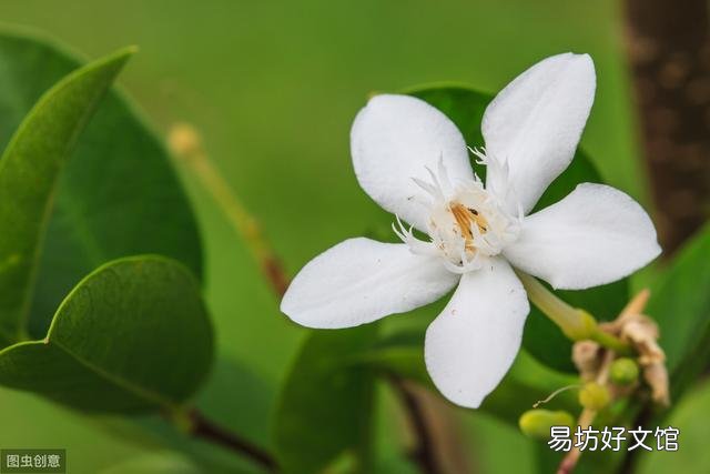 栀子花叶尖干枯什么原因 栀子花出现叶尖干枯怎样处理