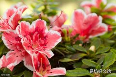 杜鹃花枯萎如何解救 杜鹃花没浇水干枯还能救活吗