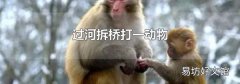 过河拆桥打一动物