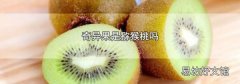 奇异果是猕猴桃吗