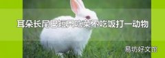 耳朵长尾巴短只吃菜不吃饭打一动物