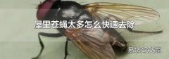 屋里苍蝇太多怎么快速去除