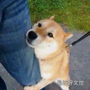 高端玩家是什么意思 恋爱高端玩家的含义