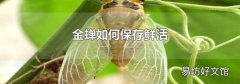 金蝉如何保存鲜活