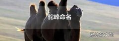 驼峰命名