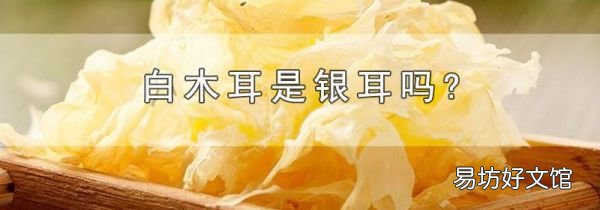 白木耳是银耳吗?