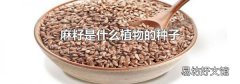 麻籽是什么植物的种子