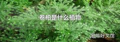 卷柏是什么植物