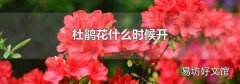杜鹃花什么时候开