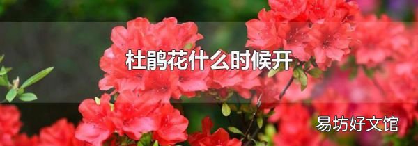 杜鹃花什么时候开