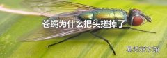 苍蝇为什么把头搓掉了