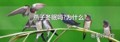 燕子冬眠吗?为什么?