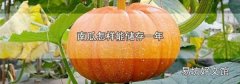 南瓜怎样能储存一年