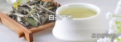 白茶产地