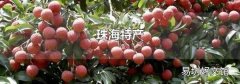 珠海特产