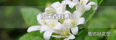 夜来香有毒吗