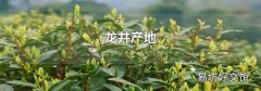 龙井产地