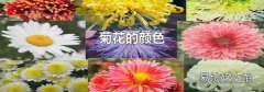 菊花的颜色