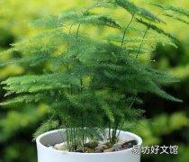 文松该怎么养不会黄叶子 文松养殖方法和注意事项