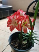 花卉朱顶红的养殖方法 花卉朱顶红的养殖方法和注意事项