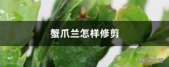 蟹爪兰需要修剪吗 蟹爪兰不开花怎么修剪