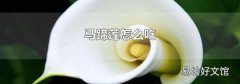 马蹄莲怎么吃