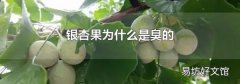 银杏果为什么是臭的