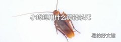 小蟑螂用什么藥能殺死