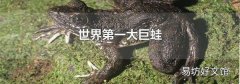 世界第一大巨蛙