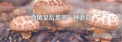 真菌皇后是哪一种蘑菇