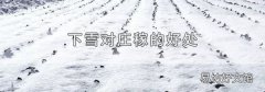 下雪对庄稼的好处