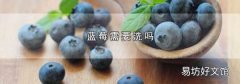 蓝莓需要洗吗