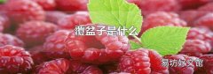 覆盆子是什么