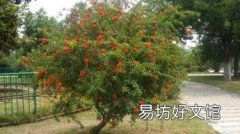 石榴树什么时候剪枝 石榴树该如何修剪