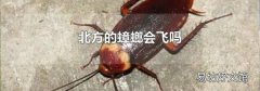 北方的蟑螂会飞吗