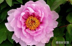 女人屬虎適合養(yǎng)什么花 屬虎的幸運(yùn)花和旺財(cái)花
