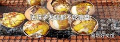 活珠子为啥都不吃底盘