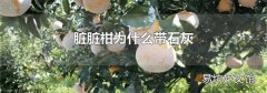 臟臟柑為什么帶石灰