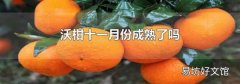 沃柑十一月份成熟了嗎
